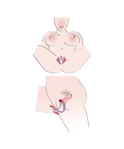 You2Toys Intimate Spreader G-spot Finder -Sex Toy Store you2toys intimate spreader g spot finder 3